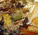 Hologymnetis argenteola - photo 4