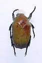 Hologymnetis argenteola - photo 5