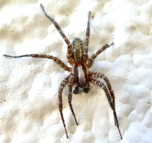 Corner Funnel Weaver - photo 3