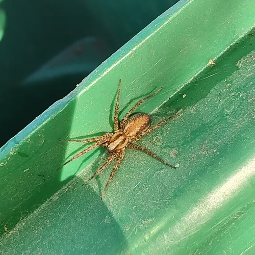 Corner Funnel Weaver - photo 4