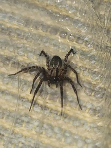 Corner Funnel Weaver - photo 5
