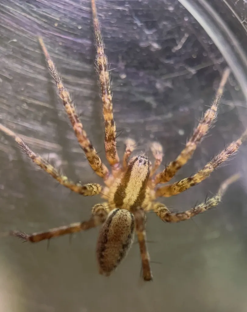 Hololena nedra