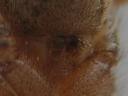 Hololena nedra - photo 3