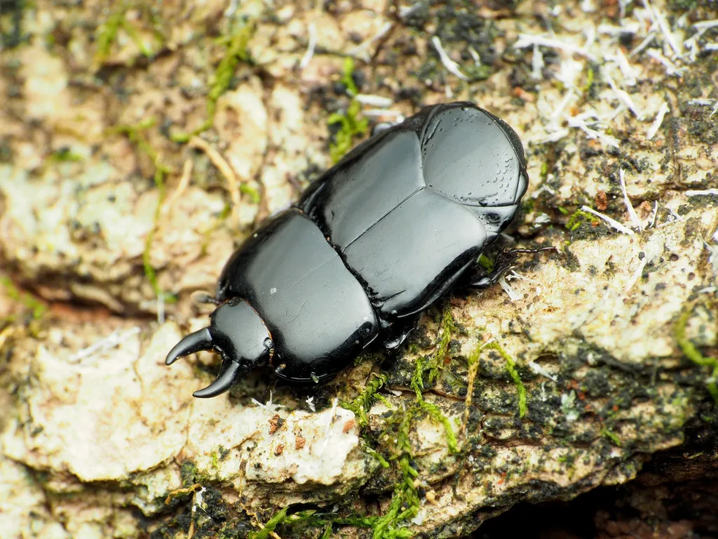 Hololepta aequalis - photo 2