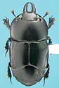 Hololepta lucida