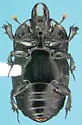 Hololepta lucida - photo 2