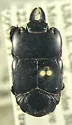 Hololepta lucida - photo 3