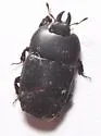 Hololepta lucida - photo 4