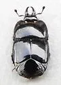 Hololepta lucida - photo 5