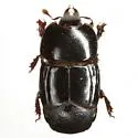 Hololepta minuta