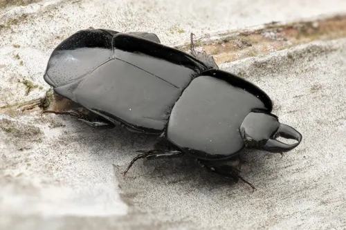 Flat Clown Beetle