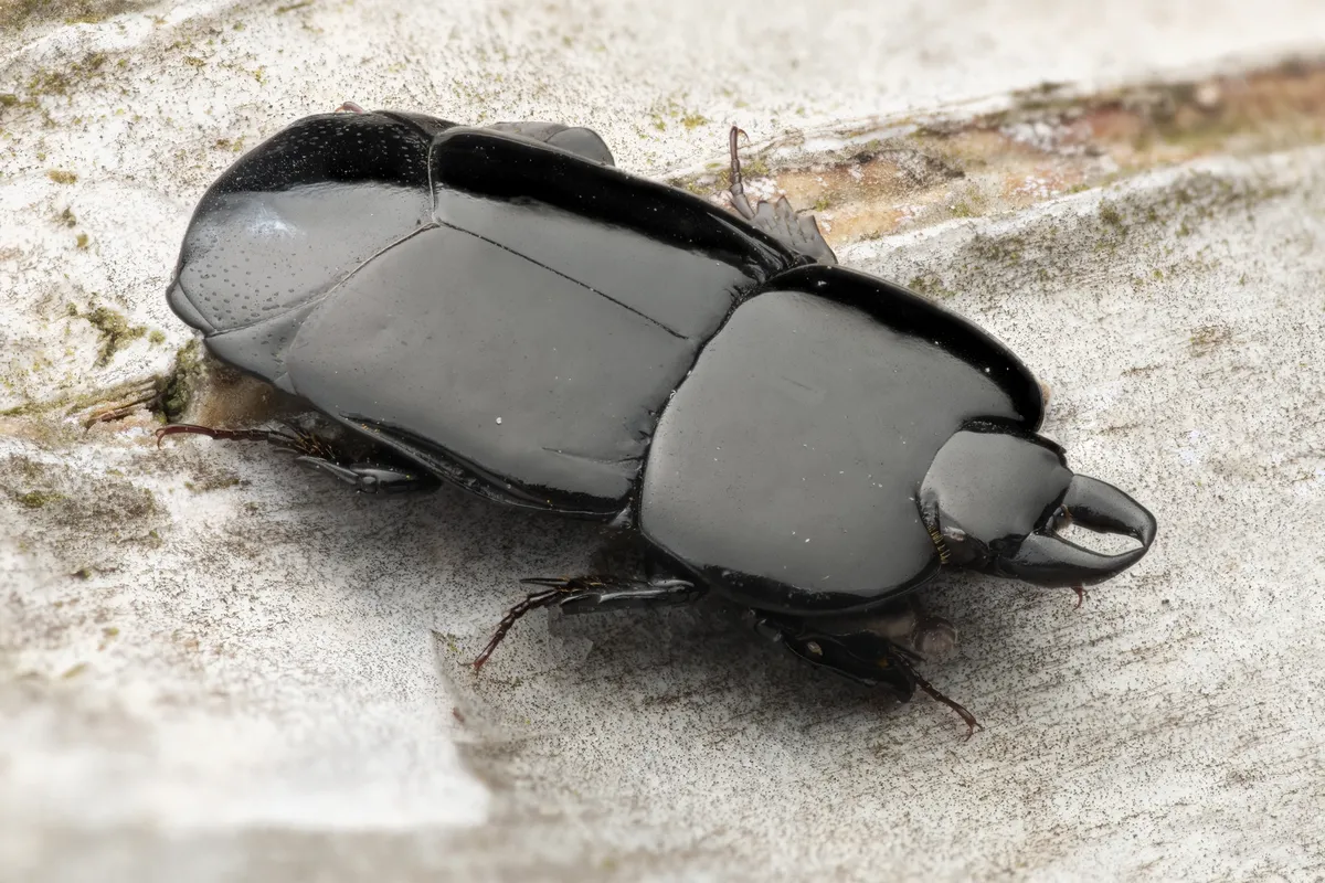 Flat Clown Beetle - photo 3