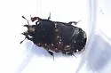 Hololepta populnea - photo 2