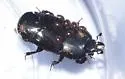 Hololepta populnea - photo 3