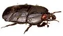 Hololepta populnea - photo 4