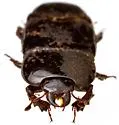 Hololepta populnea - photo 5
