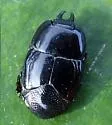 Hololepta quadridentata
