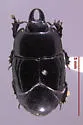 Hololepta quadridentata - photo 3