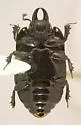 Hololepta quadridentata - photo 4