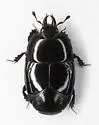 Hololepta quadridentata - photo 5