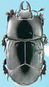 Hololepta vernicis