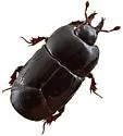 Hololepta vicina - photo 3