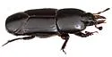 Hololepta vicina - photo 4
