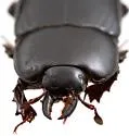 Hololepta vicina - photo 5