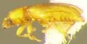 Holoparamecus caularum - photo 2