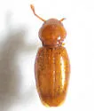 Holoparamecus caularum - photo 3