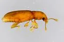 Holoparamecus caularum - photo 5
