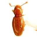 Holoparamecus floridanus 0