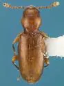Holoparamecus pacificus