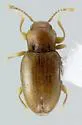 Holoparamecus ragusae