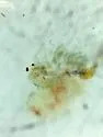 Holopedium glacialis - photo 2