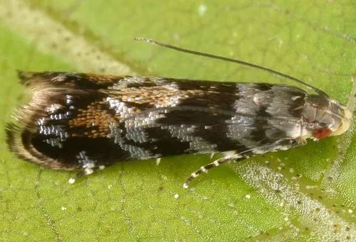Holophysis emblemella - Hodges#2255 - Holophysis emblemella