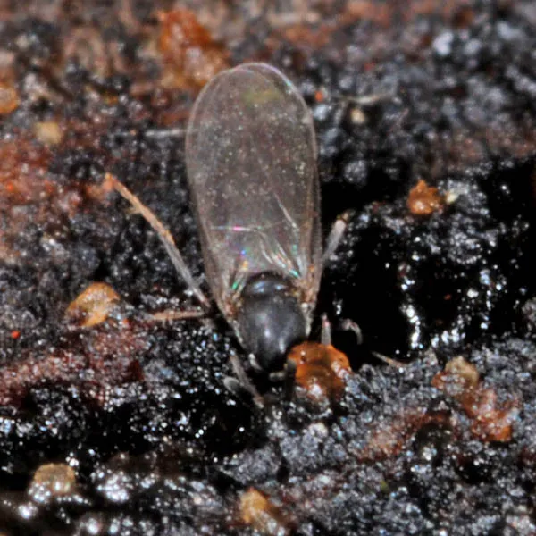 Holoplagia lucifuga - photo 3