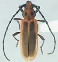 Holopleura marginata