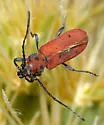 Holopleura marginata - photo 2