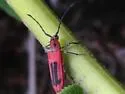 Holopleura marginata - photo 4