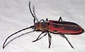 Holopleura marginata - photo 5