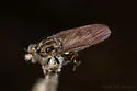 Little Twigsitter - photo 2