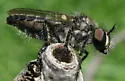 Eastern Twigsitter - photo 2