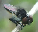 Eastern Twigsitter - photo 4