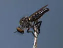 Brown Twigsitter - photo 3