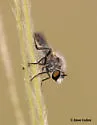 Yellow-veined Twigsitter