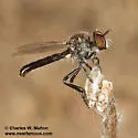 Wilcox Twigsitter - photo 3