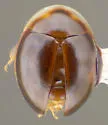 Holopsis carolinae
