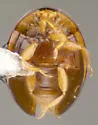 Holopsis carolinae - photo 2