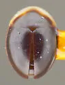 Holopsis convexa